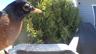 american robin