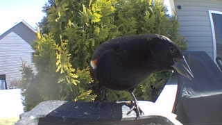 red-winged blackbird