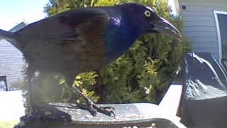 common grackle
