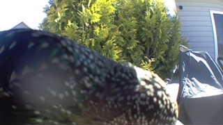 helmeted guinea fowl