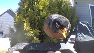 american robin