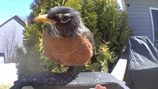 american robin