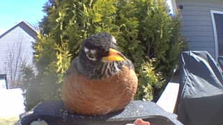american robin