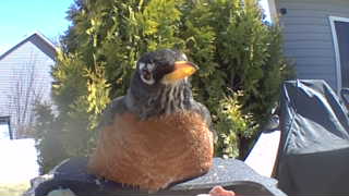 american robin