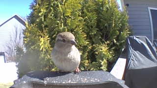 house sparrow