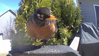 american robin
