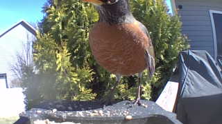 american robin