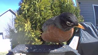american robin