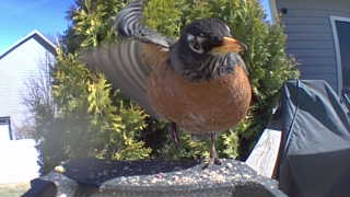 american robin
