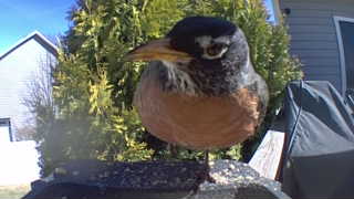 american robin