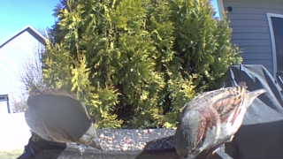 brown-headed cowbird
