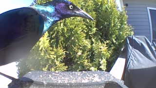 common grackle