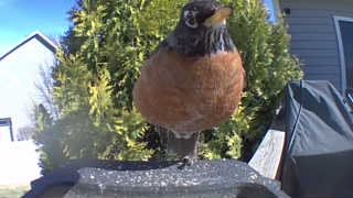 american robin