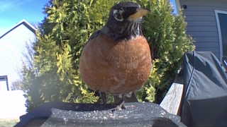 american robin