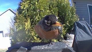 american robin
