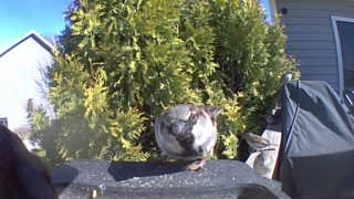 house sparrow