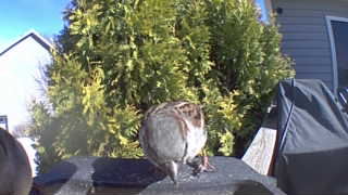 house sparrow