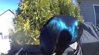 common grackle