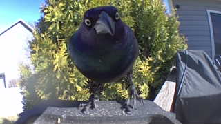 common grackle