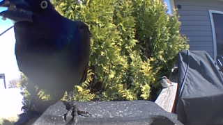 common grackle