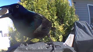 common grackle