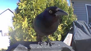 common grackle