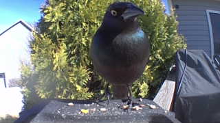 common grackle