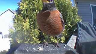 american robin