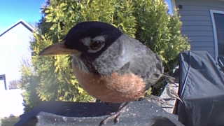 american robin
