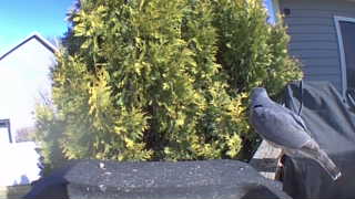 rock pigeon