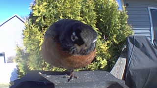 red-breasted nuthatch