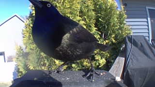 common grackle