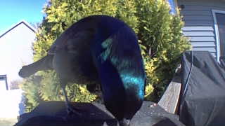common grackle