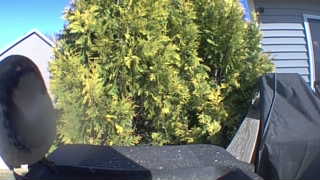 black-capped chickadee