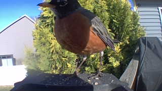 american robin