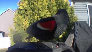 red-winged blackbird