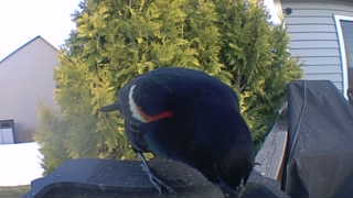 red-winged blackbird