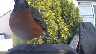 american robin