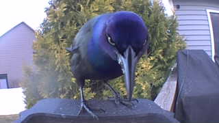 common grackle