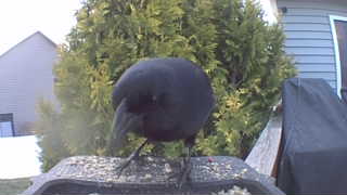 common crow