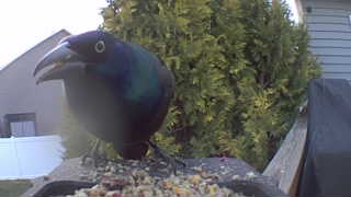 common grackle