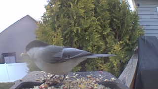black-capped chickadee