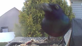 common grackle