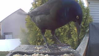 common grackle