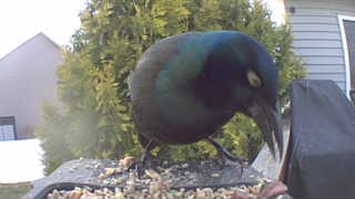 common grackle