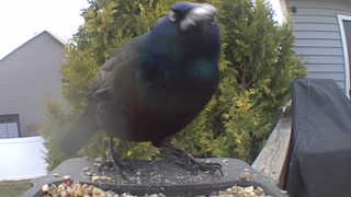 common grackle