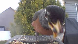 american robin