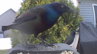 common grackle