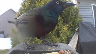 common grackle