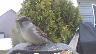 house sparrow